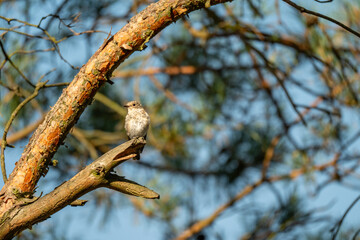 Forest Songbird: A Small Flycatcher Perched on a Sunny Pine Branch