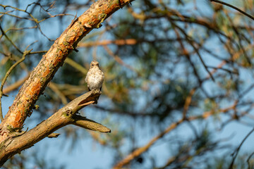 Forest Songbird: A Small Flycatcher Perched on a Sunny Pine Branch