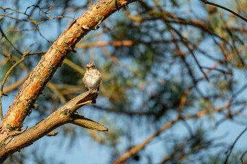 Forest Songbird: A Small Flycatcher Perched on a Sunny Pine Branch