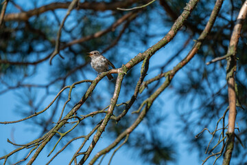 Alert Songbird: Spotted Flycatcher in a Sunlit Pine Tree