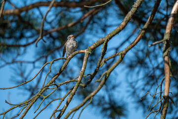 Alert Songbird: Spotted Flycatcher in a Sunlit Pine Tree