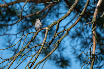 Alert Songbird: Spotted Flycatcher in a Sunlit Pine Tree