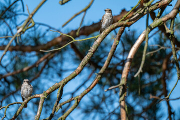 A Pair of Spotted Flycatchers Hidden in a Dense Pine Forest