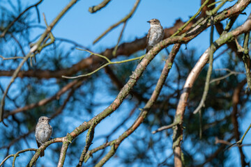 A Pair of Spotted Flycatchers Hidden in a Dense Pine Forest