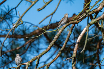 A Pair of Spotted Flycatchers Hidden in a Dense Pine Forest