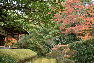 妙心寺塔頭　桂春院　秋の真如の庭(京都市右京区)