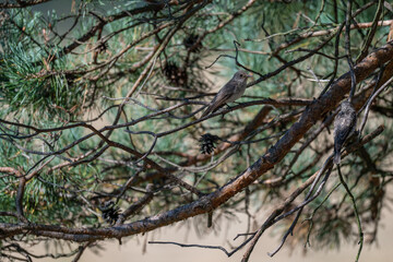 Natural Harmony: A Pair of Spotted Flycatchers at Dusk