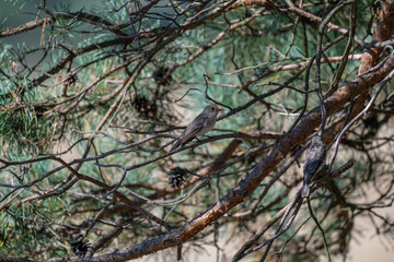 Natural Harmony: A Pair of Spotted Flycatchers at Dusk