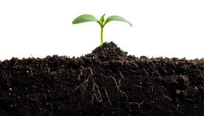 Fototapeta premium A young sprout emerging from soil