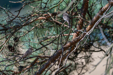 Natural Harmony: A Pair of Spotted Flycatchers at Dusk