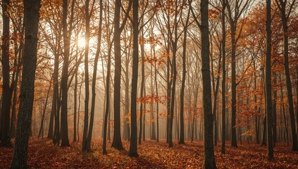Obraz premium Autumnal Sunlight: A serene forest scene with trees and fallen leaves bathed in golden light.