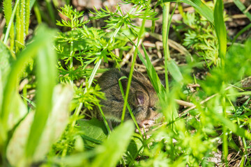 A closeup of a Common vole, Microtus arvalis, on the ground with a blurry background