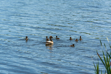 A family of ducks, a duck and its little ducklings are swimming in the water. The duck takes care of its newborn ducklings. Mallard, lat. Anas platyrhynchos