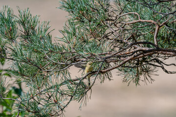 Naklejka premium Jewel of the Forest: Vibrant Warbler in a Sunlit Pine Tree