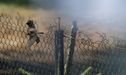 The Hunter's Return: A Songbird in Flight with Prey at a Fence