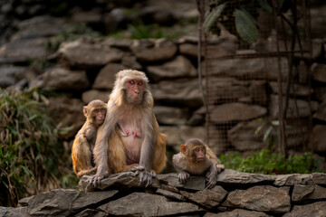 Mother monkey with two babies sitting on stone wall. A touching wildlife moment showing family bond, animal behavior, care and connection in nature.