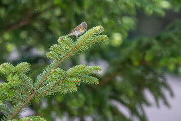 Delicate Hunter: A Small Flycatcher Foraging on a Fir Branch