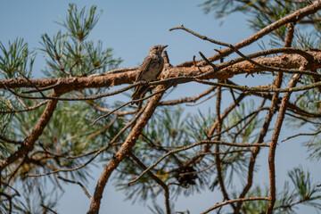 Young Flycatcher: Observing the World from a Pine Branch