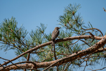 Young Flycatcher: Observing the World from a Pine Branch