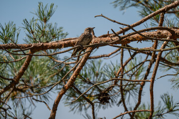 Young Flycatcher: Observing the World from a Pine Branch