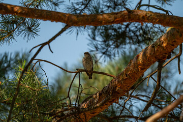 Young Flycatcher: Observing the World from a Pine Branch