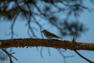 Evening Sentinel: A Flycatcher Perched Against the Twilight Sky