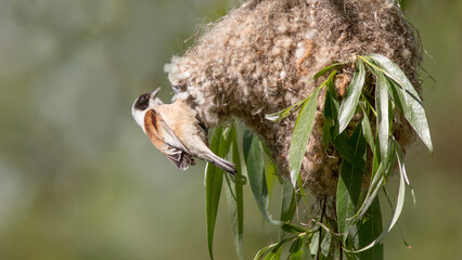 great horned owl