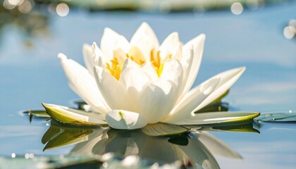 Water lily afloat on serene waters, capturing sunlight and tranquil reflection perfectly