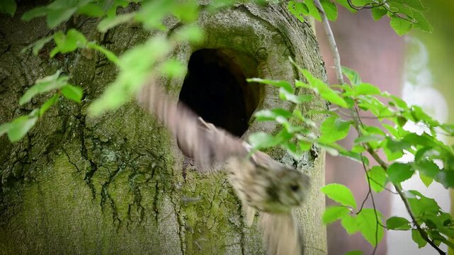 Tawny owl ( Strix aluco ) sitiing in forest	