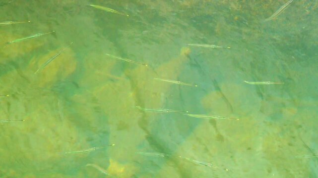 Sargan fish in the shallow waters of the Sulu Sea. Borneo Island
