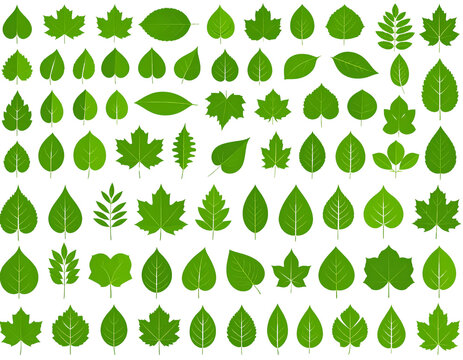  Firefly_https - -www.freepik.com-free-vector-various-shapes-forms-green-leaves-set_3817308.htm