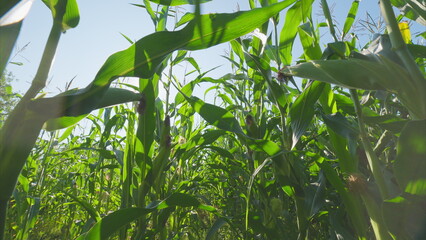 A sunlit cornfield viewed through green leaves, showcasing the vibrancy of nature and agriculture