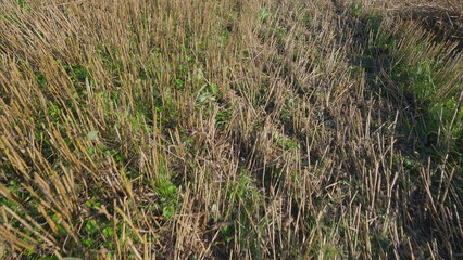 A flourishing harvested field adorned with a rich variety of vibrant ground vegetation