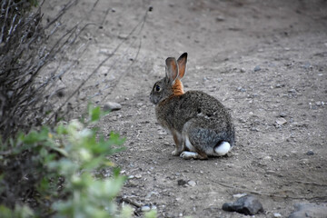 Cotton Tailed Rabbit on a Dirt Path
