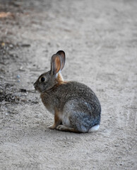 Really Amazing Wild Rabbit Sitting in a Dirt Trail