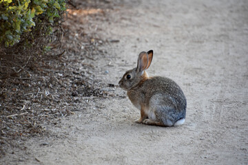 Small Wild Rabbit on a Dirt Path