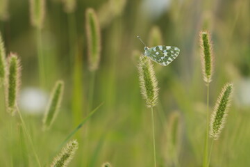 butterfly on grass
