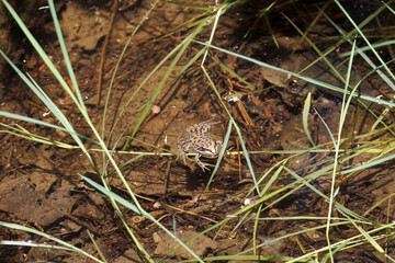 Iberian painted frog, Discoglossus galganoi