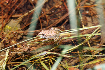 Iberian painted frog, Discoglossus galganoi