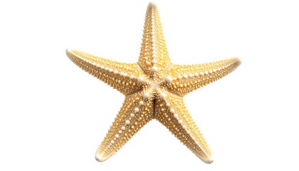 Starfish on white background (1)