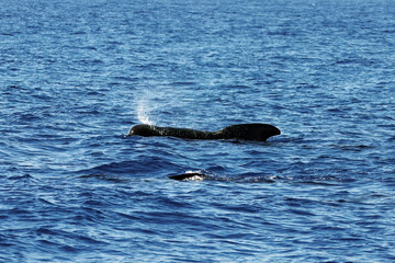 Fototapeta premium Pilot whale, Globicephala melas, with blue wate