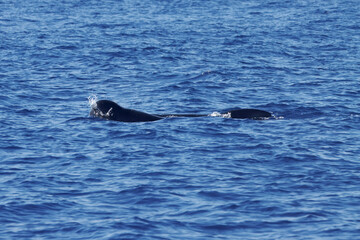 Fototapeta premium Pilot whale, Globicephala melas, with blue wate