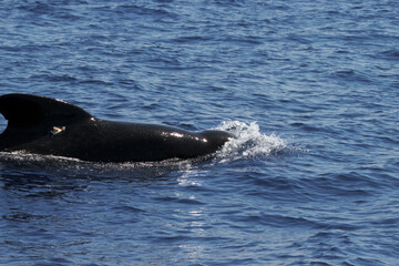 Fototapeta premium Pilot whale, Globicephala melas, with blue wate
