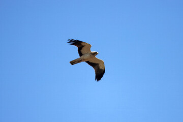 Booted eagle, Hieraaetus pennatus
