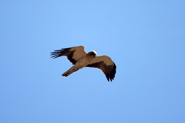 Booted eagle, Hieraaetus pennatus