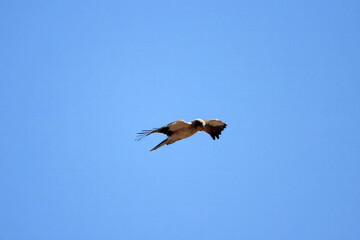 Booted eagle, Hieraaetus pennatus