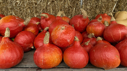 Red Kuri Pumpkins at a Farmers Market — rustic autumn harvest squash piled on a wooden crate; fresh seasonal produce for fall cooking, Halloween décor, and Thanksgiving recipes