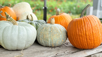 Autumn Pumpkins at Farmers Market — close-ups and wide shots of colorful harvest varieties for Halloween and Thanksgiving, rustic stalls with straw and wooden crates, stems, textures, seasonal food ba
