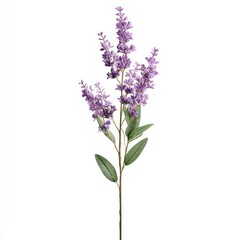 Obraz premium Purple flower arrangement isolated