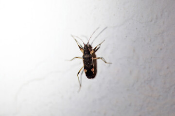 The dirt-colored seed bug Dieuches armatipes